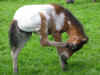 nyawa.jpg (597533 bytes)